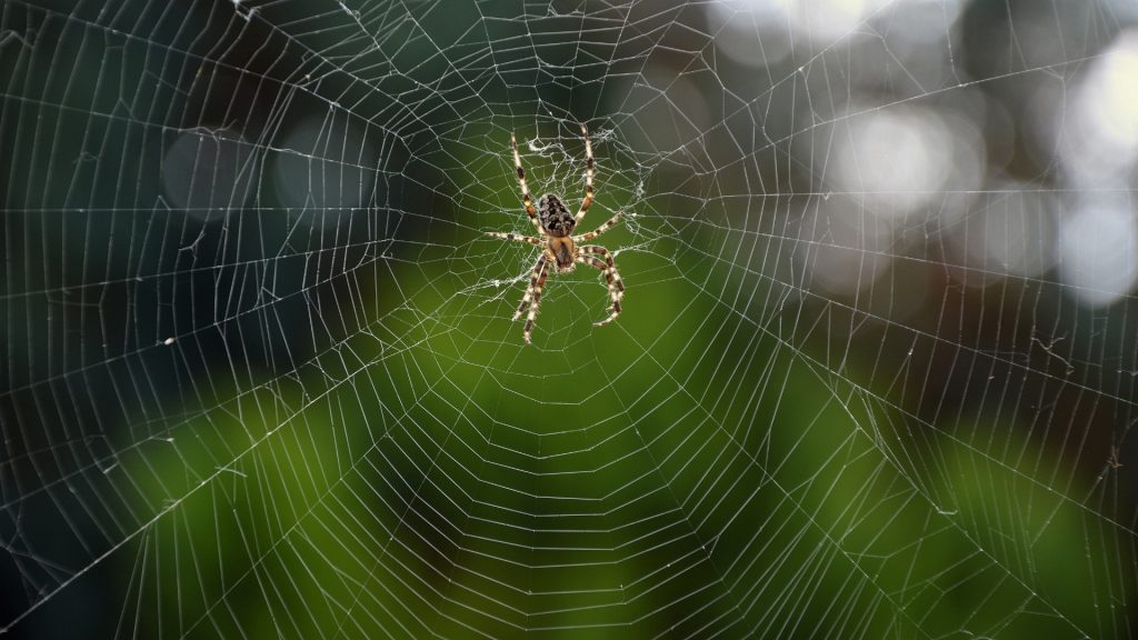 How Does Spider React to Vinegar