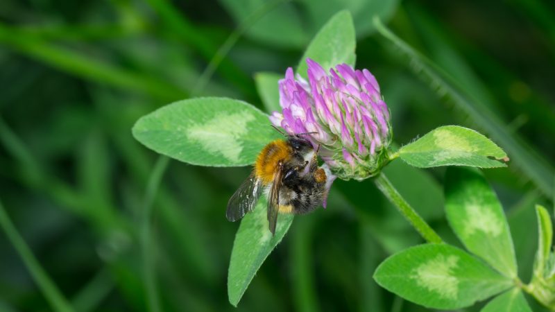 How Long Do Worker Bees Live