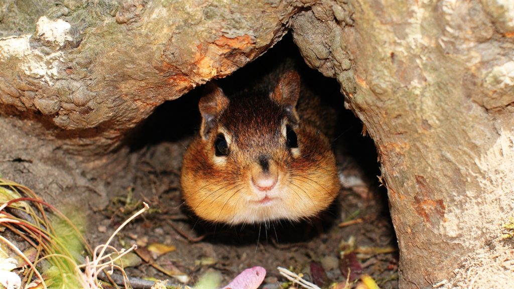 How To Fill Chipmunk Holes