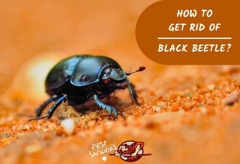 How To Get Rid Of Black Beetle, How To Get Rid Of Little Black Beetles In My Kitchen
