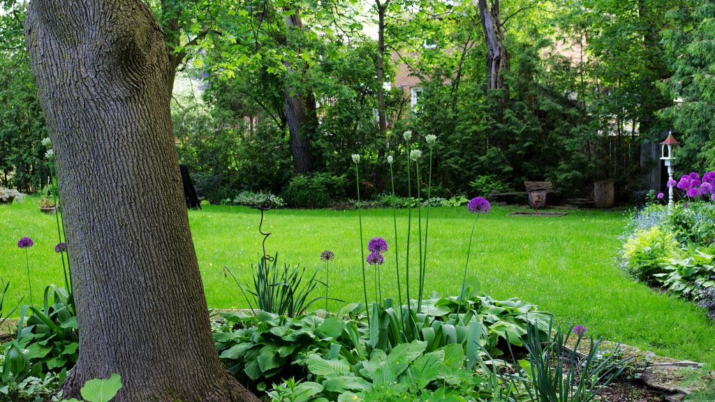 como se livrar de besouros pretos no Jardim