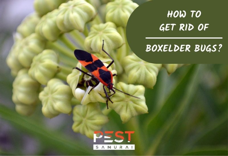 How To Get Rid of Boxelder Bugs