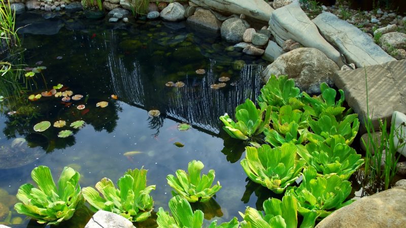 How To Get Rid of Mosquito Larvae in Pond