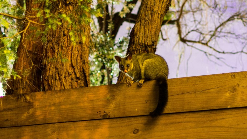 How To Get Rid of Possums in Yard