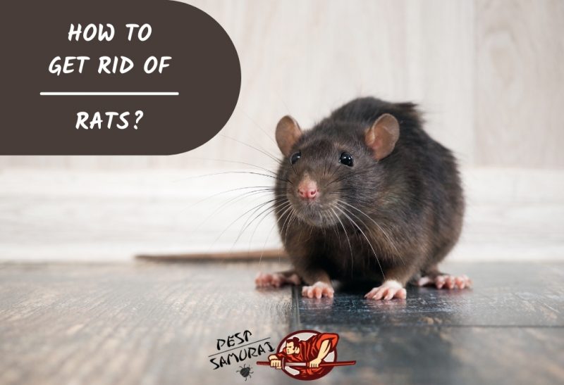 How To Get Rid of Rats
