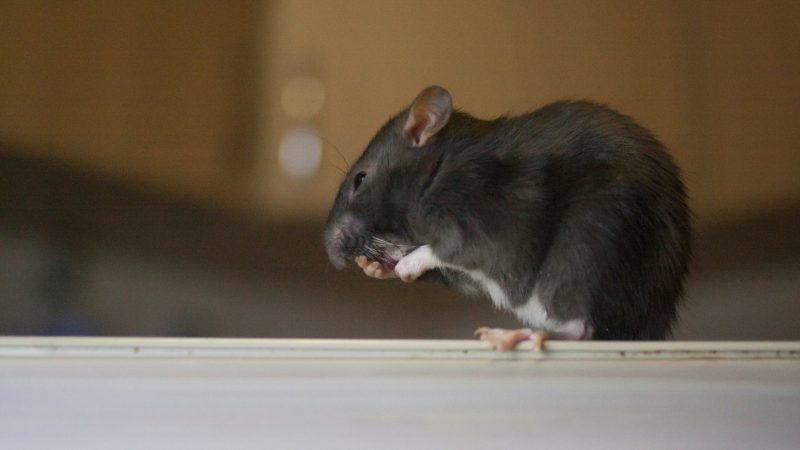How To Get Rid of Rats in a House Fast