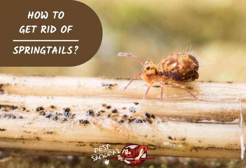 How To Get Rid of Springtails