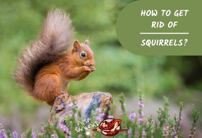 How To Get Rid of Squirrels