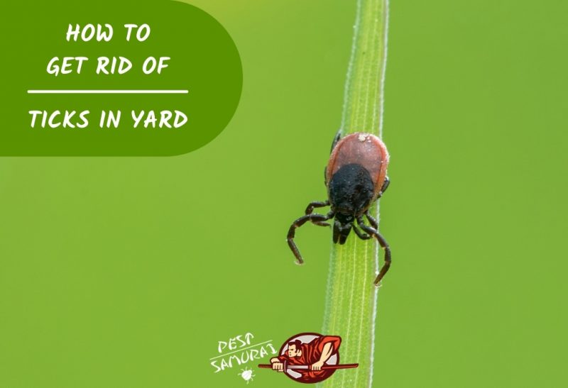 How To Get Rid of Ticks in Yard