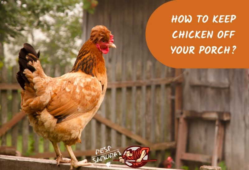 How To Keep Chicken off Your Porch