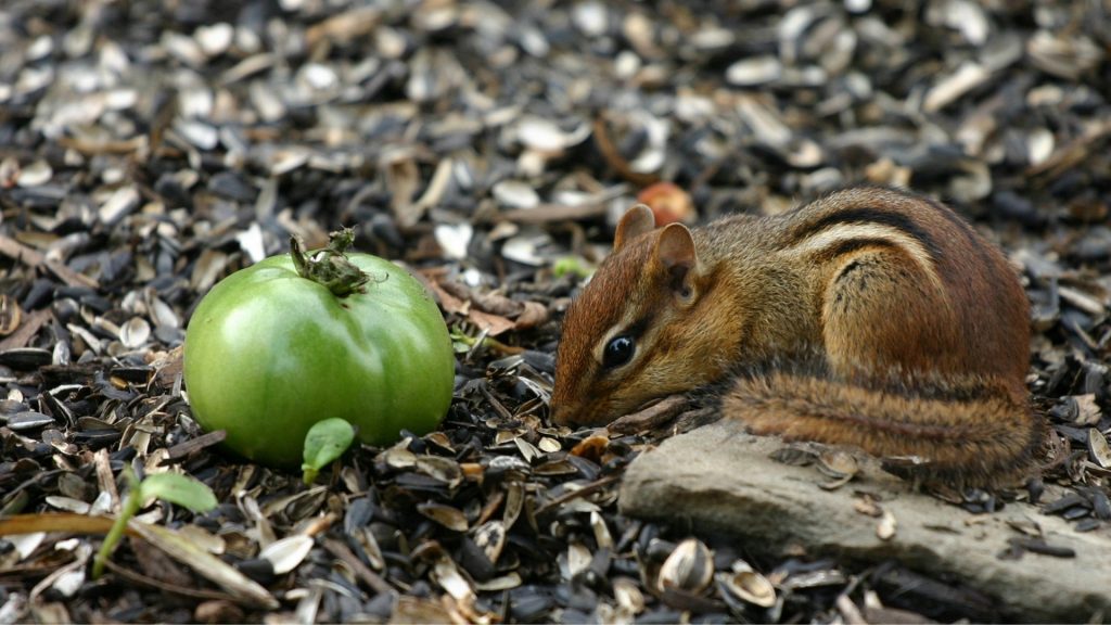 How To Keep Chipmunks Away From Tomato Plants