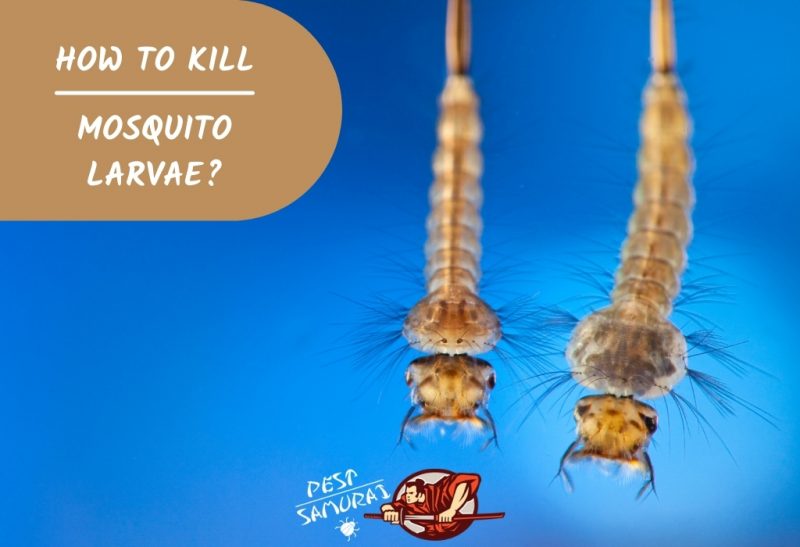 How To Kill Mosquito Larvae