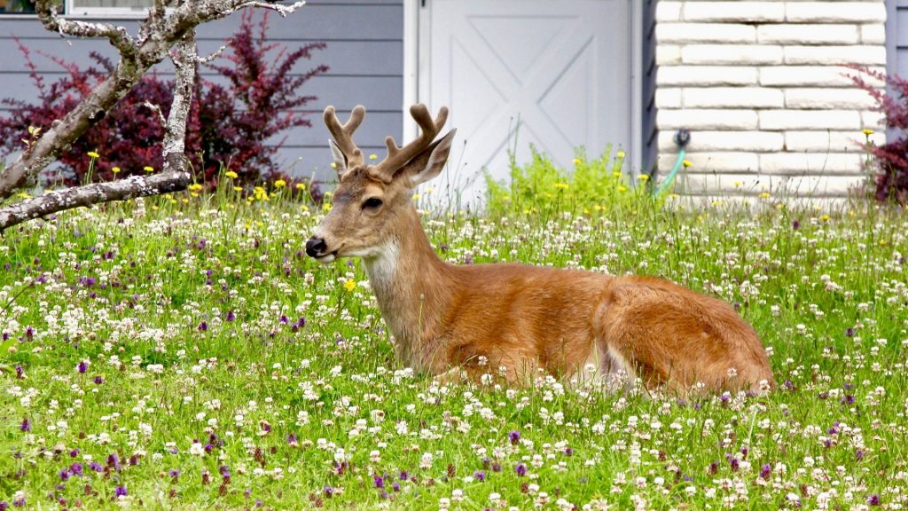 How To Repel Deer