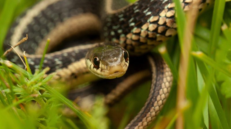 How To Repel Snakes Naturally