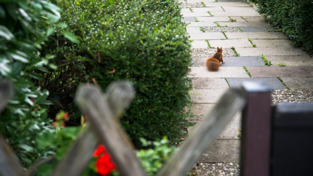 How To Repel Squirrels