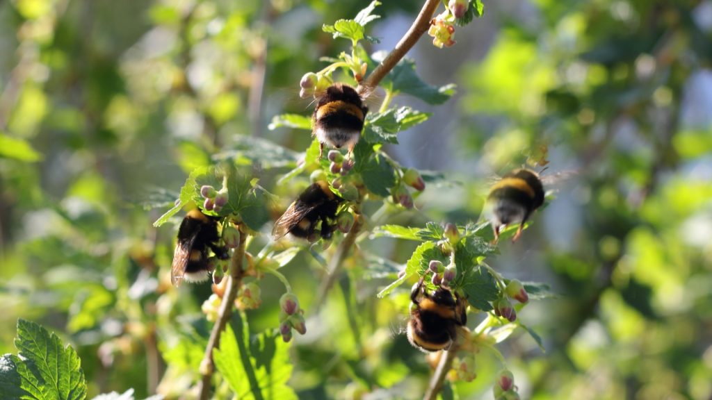 Life Cycle of a Bumblebee Colony