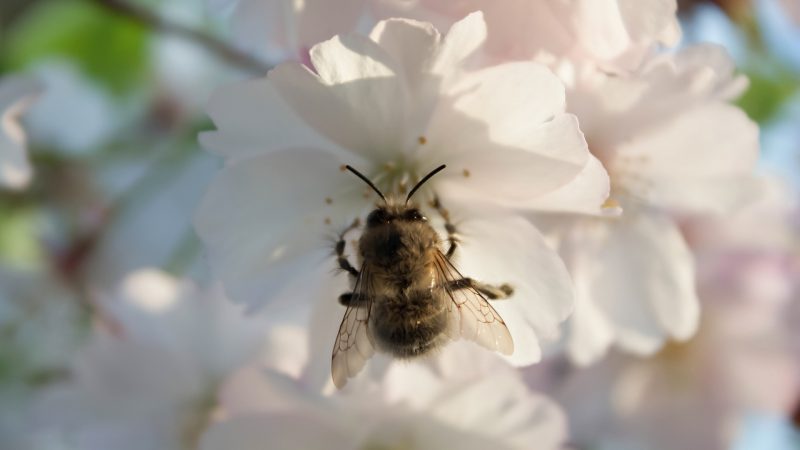 Lifespan of a Bumblebee