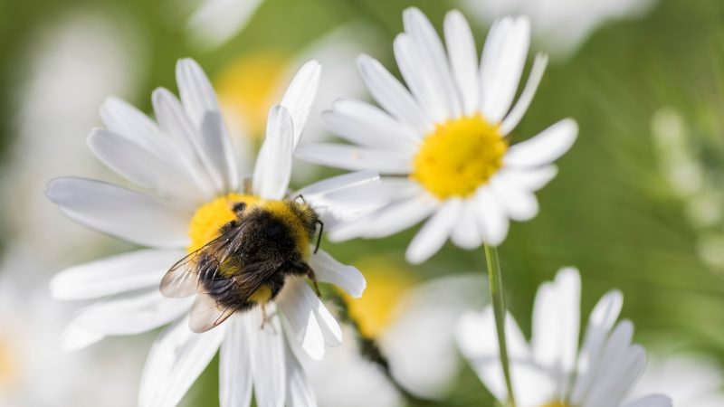 More Information About Bumblebees