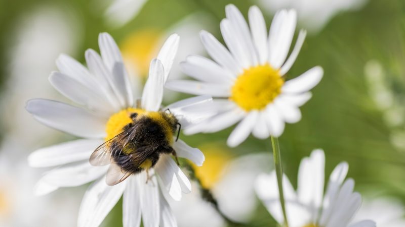 One of the most common North American bumble bee species is