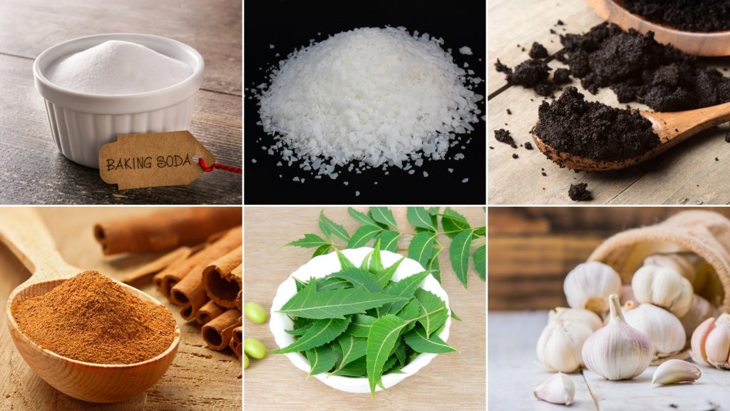 Natural Ways To Get Rid of Waterbugs Home Remedies Pest Samurai