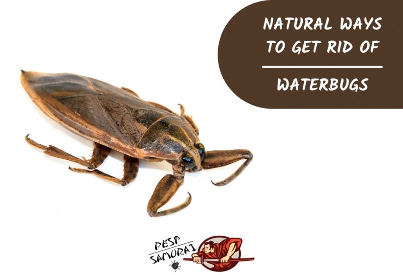 Natural Ways To Get Rid of Waterbugs