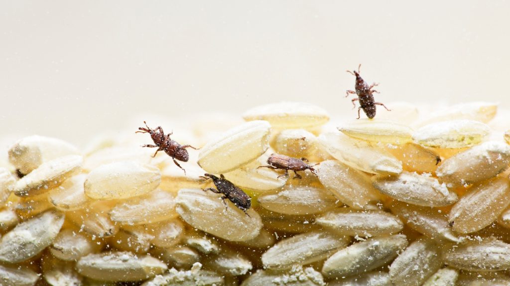 Rice Weevil Life Cycle