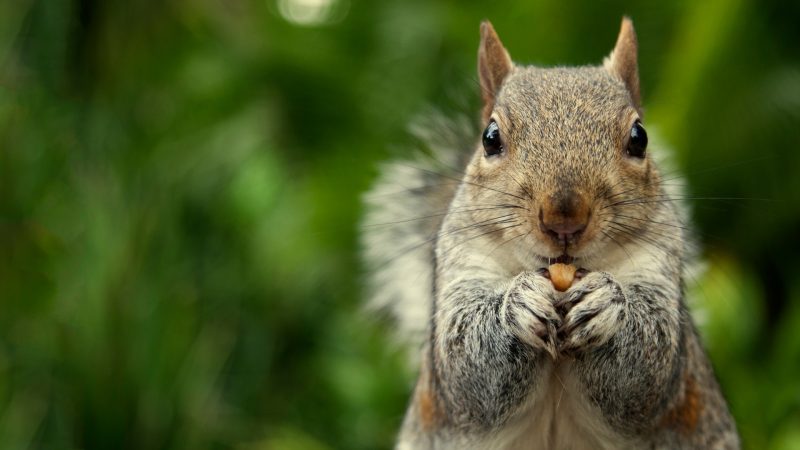 Squirrel Information