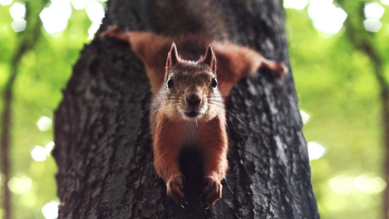 Tree Squirrels