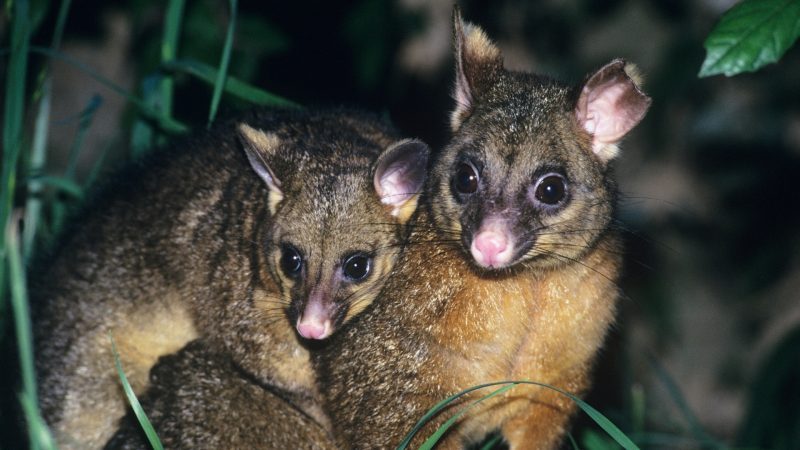 Types of Possums