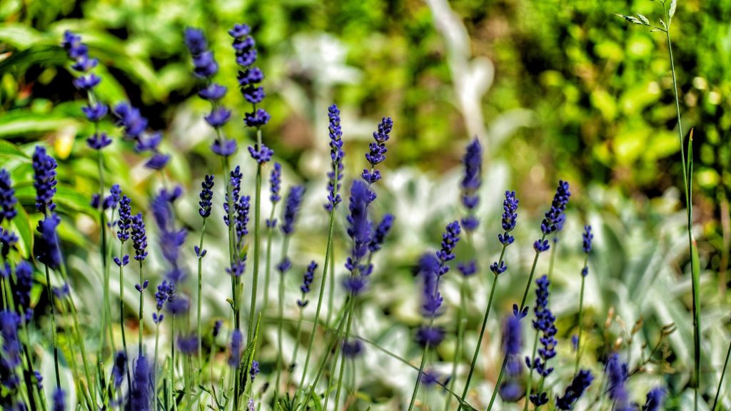 Use Spices or Herbs To Deter Chickens