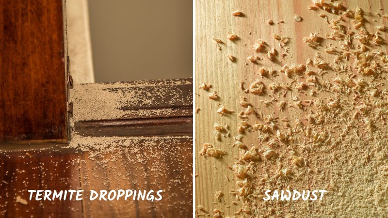 Visual Differences Between Termite Excrements (Frass) and Sawdust