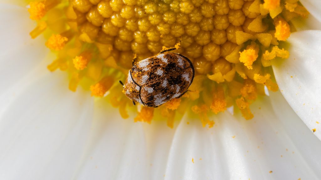 do carpet beetles live in beds