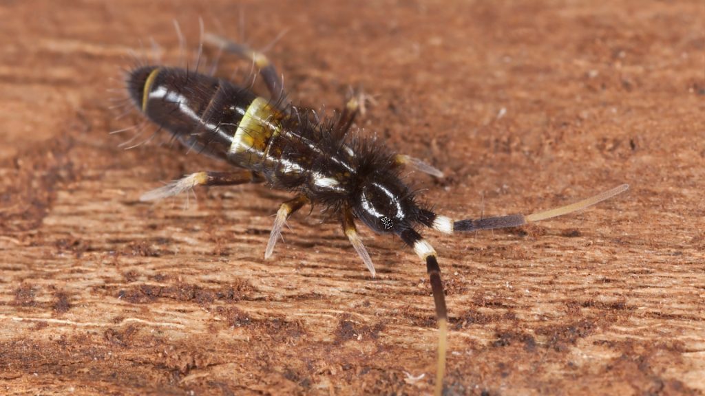 Springtails - Texas A&M Agrilife Extension Service