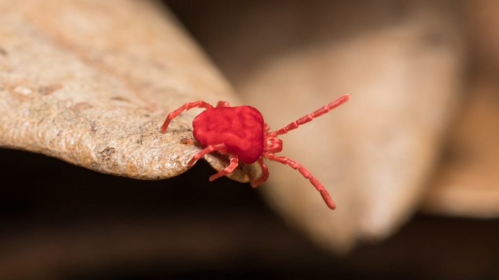 Tiny Red Bugs On Concrete What Are Clover Mites Pest Samurai   What Are The Little Red Bugs On Concrete 1024x576 