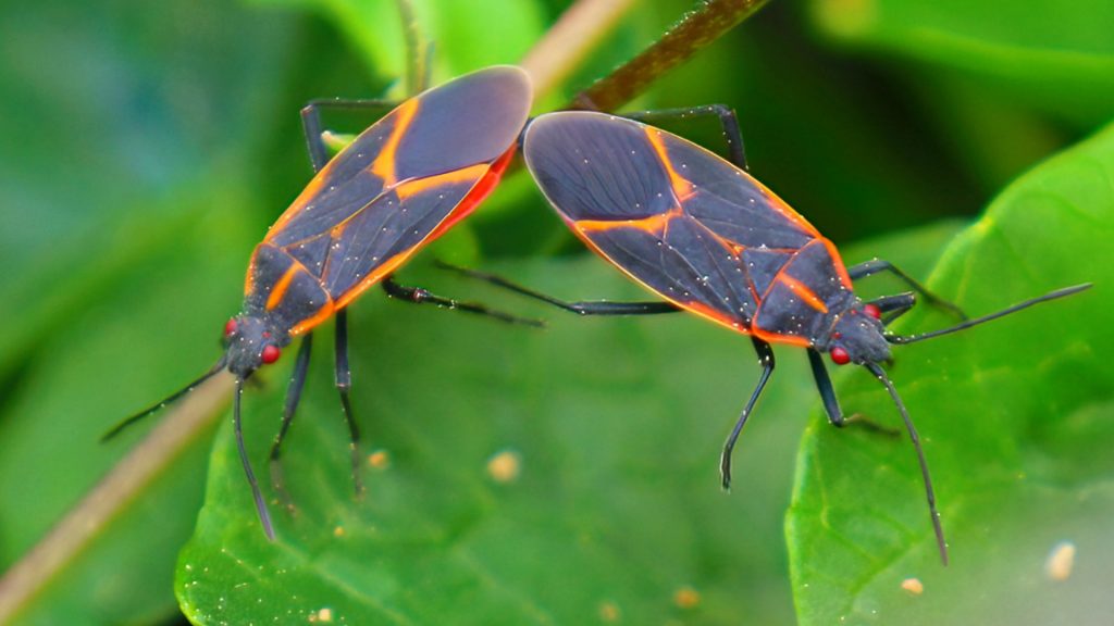 What Attracts Boxelder Bugs