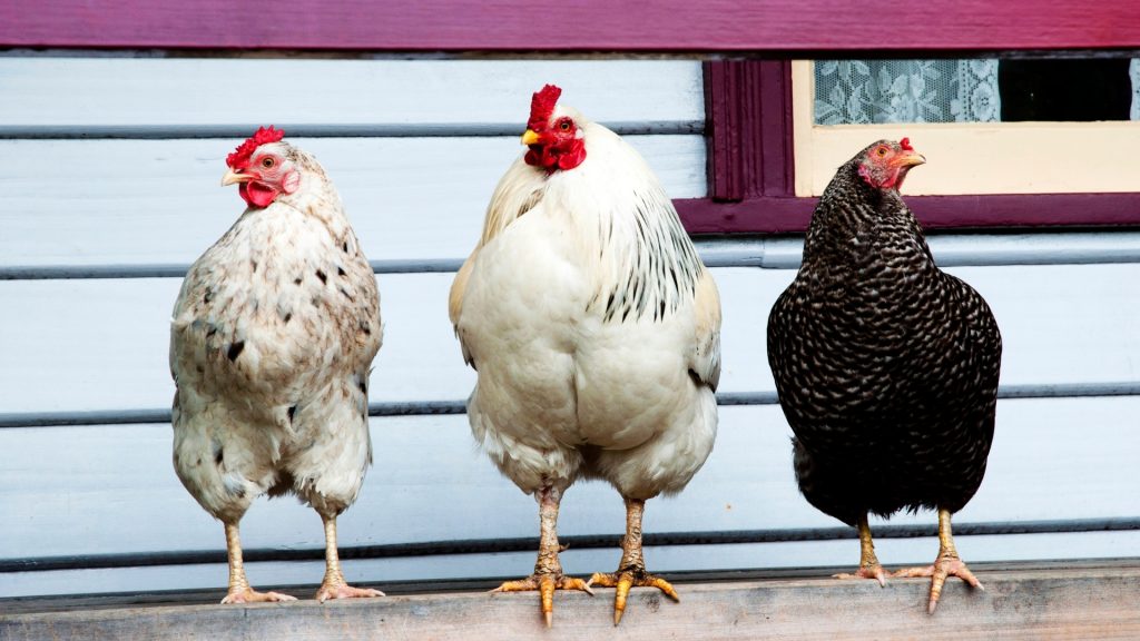 What Attracts Chicken to the Porch