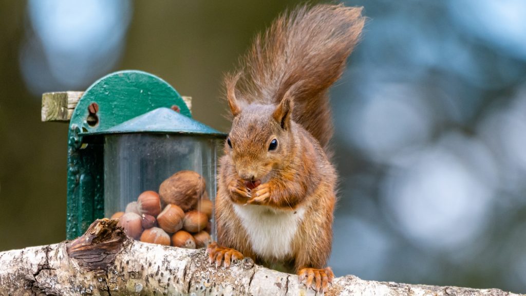 best squirrel repellents