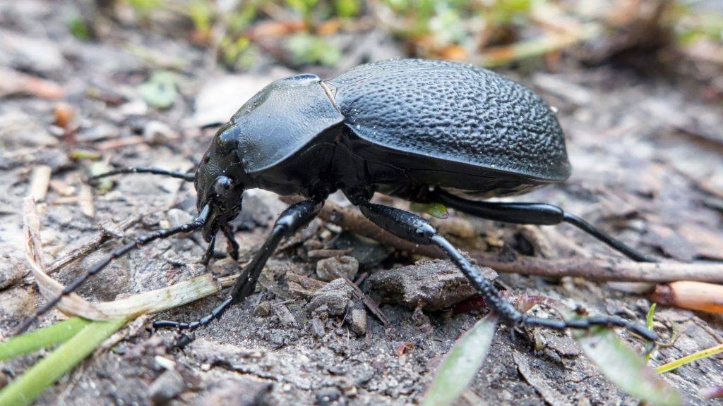 What Causes Big Black Beetles in Home