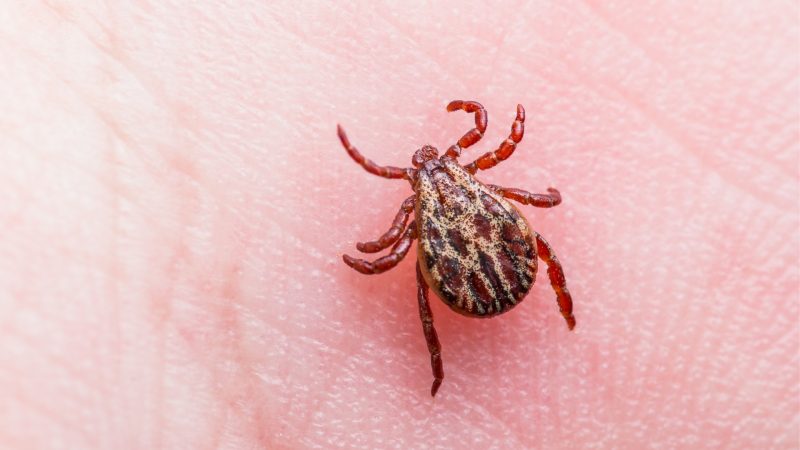 What Diseases Do Ticks Carry