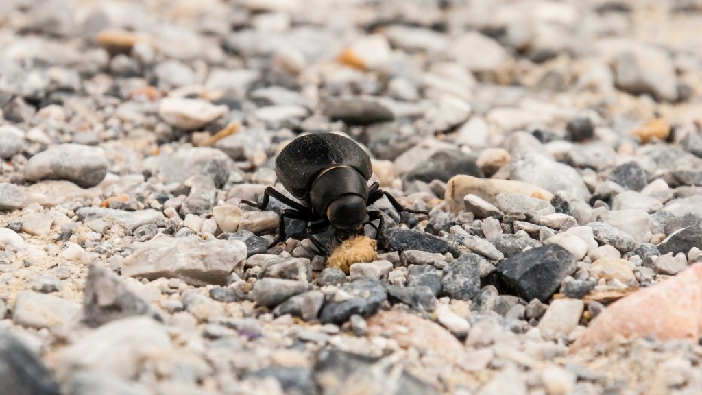 What Do Black Beetles Eat