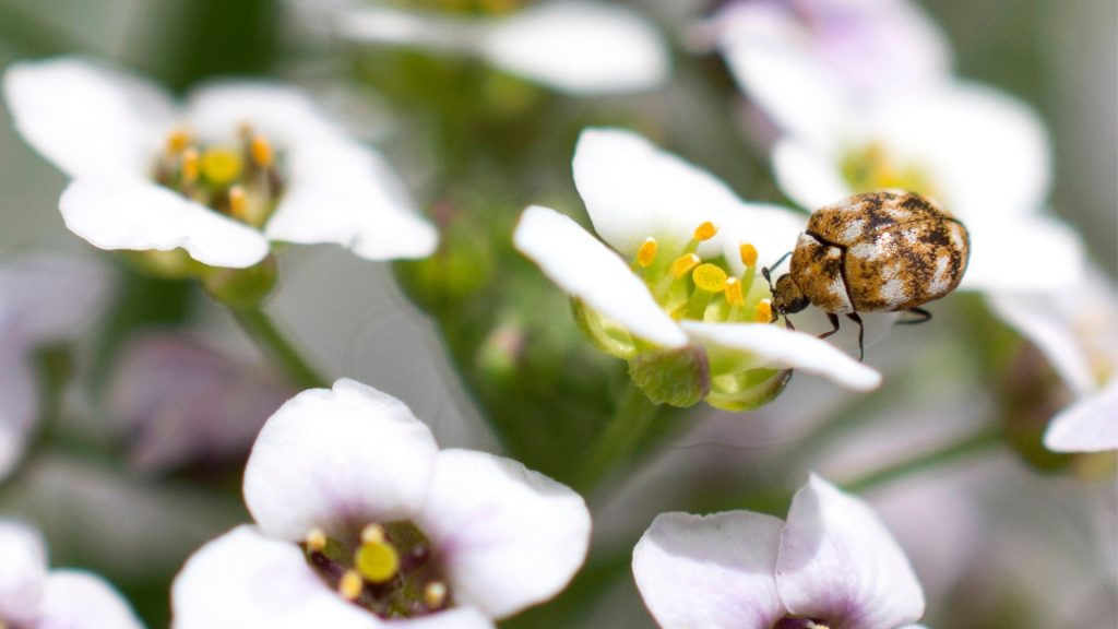 What Do Carpet Beetles Eat