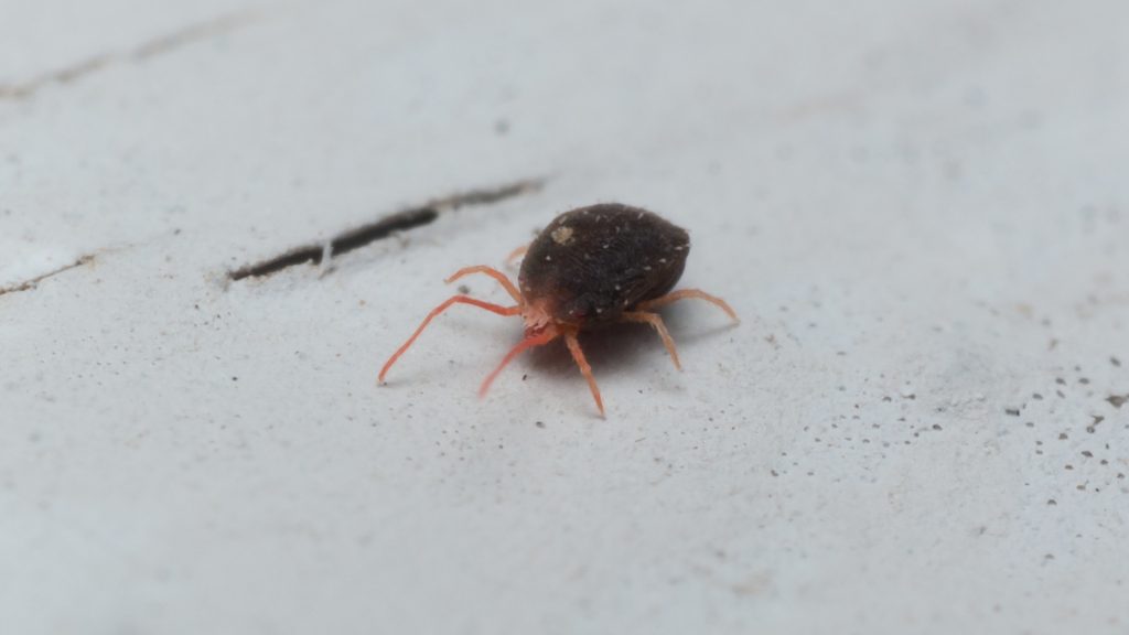 What Do Clover Mites Look Like