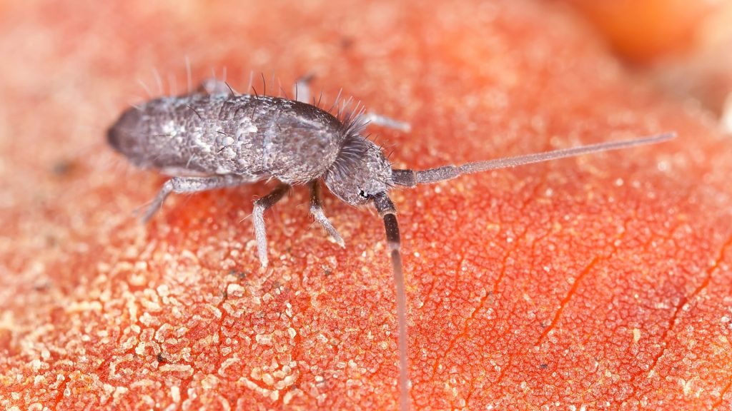 Springtails - Texas A&M Agrilife Extension Service