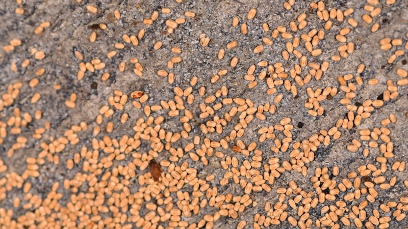What Do Termite Droppings Look Like