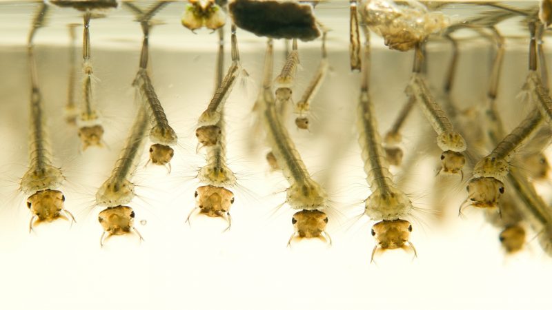 What Does Mosquito Larvae Look Like