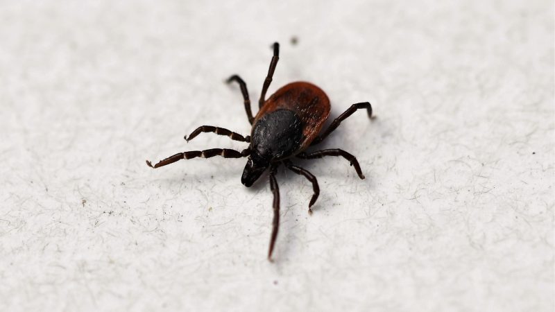 What Does a Tick Look Like