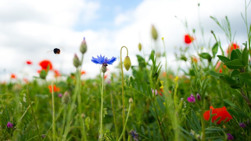 What Ecosystem Do Bumblebees Live In