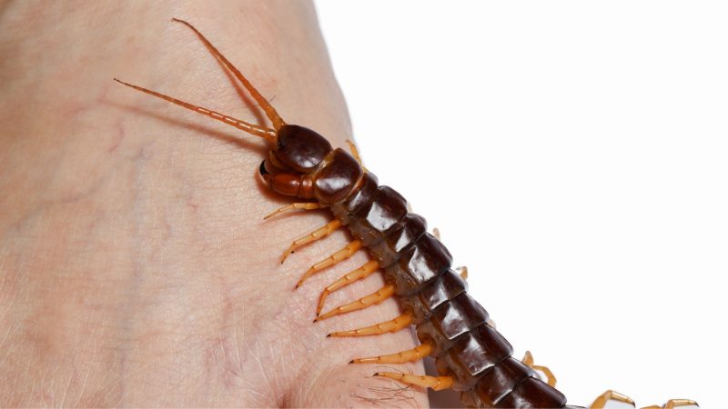 What Happens if a Centipede Bites You