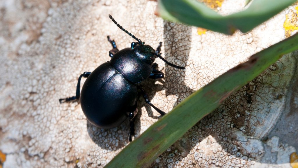 What Is a Black Beetle