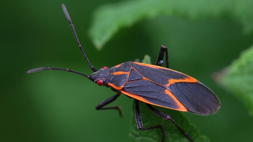 What Is a Boxelder Bug